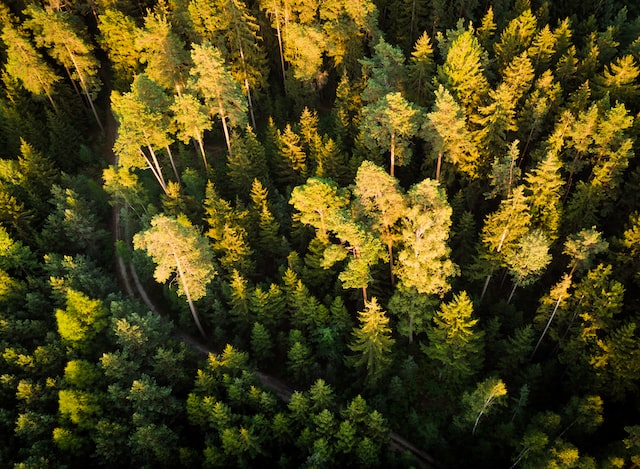 Bild: Wald